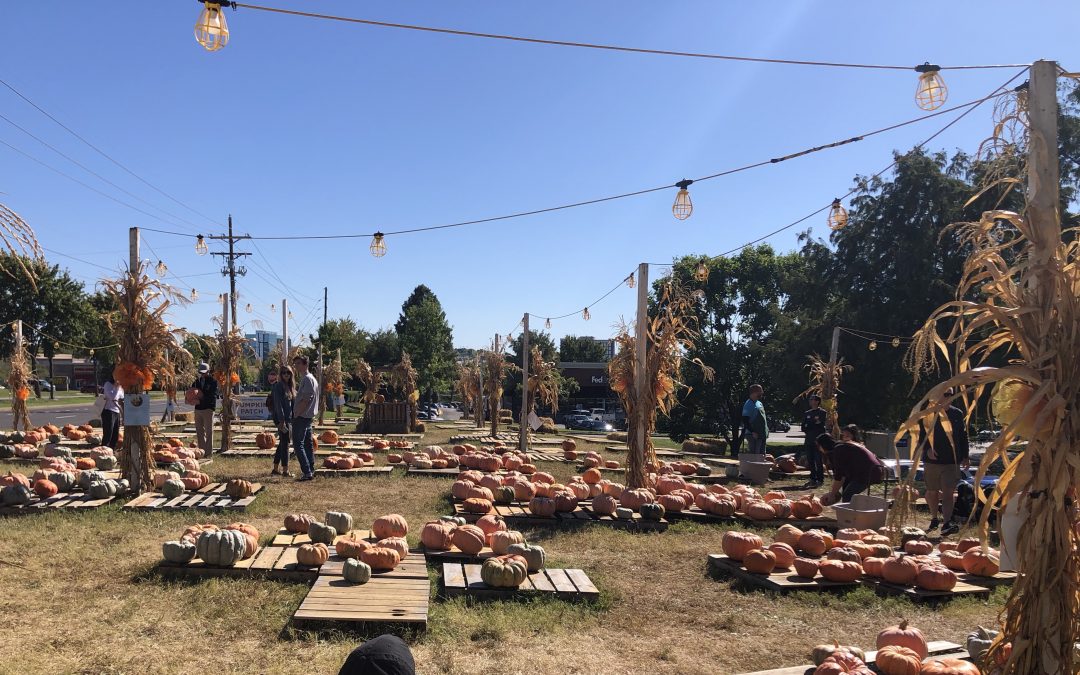 Shortage of Pumpkins Today- Sunday, October 13th